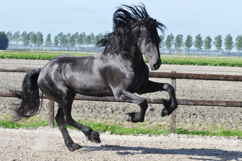 Black Beauty @Annie Damhof Photography, Netherlands